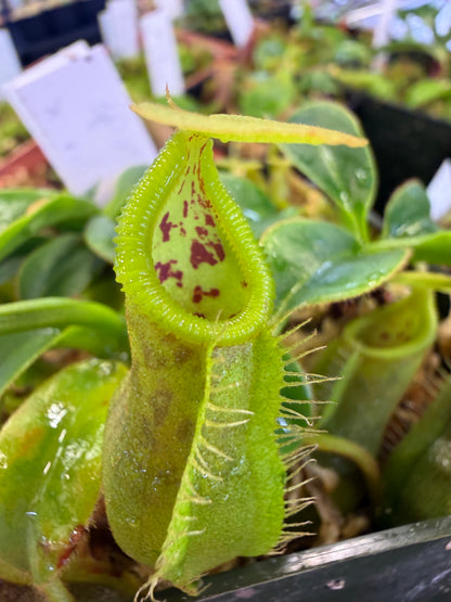 N101 Nepenthes spathulata x villosa (Shipped Bare-Root)