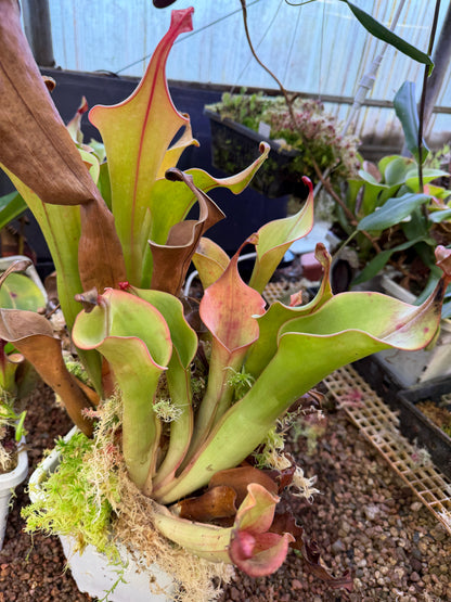 Heliamphora Godzilla