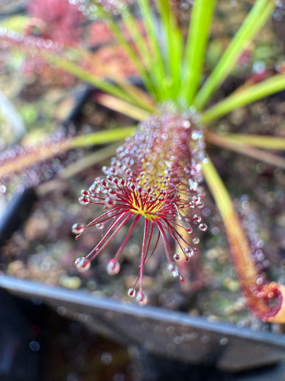 Drosera capensis Red Leaf with Glandular Hairs on Petals (Introduced in CPNL by Rob Gibson)