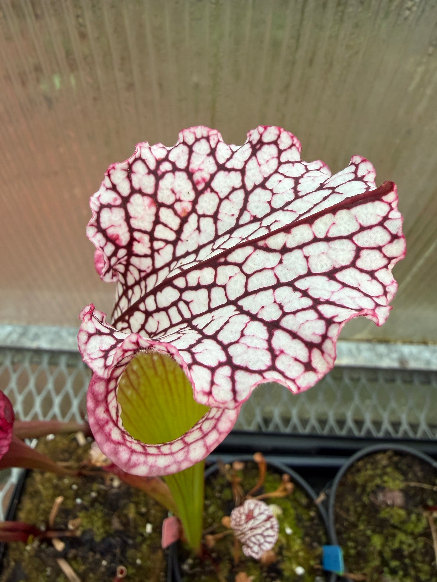 Sarracenia x Leah Wilkerson x leucophylla Purple Lips LH121 (seed grown)