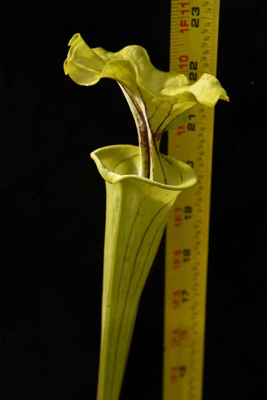 Sarracenia flava DW Nice!