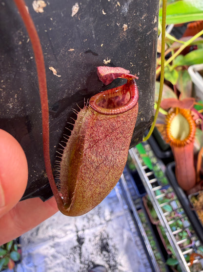 Specimen Nepenthes attenboroughii Seed Grown (Shipped Bare-Root)