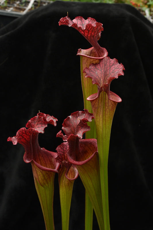 Sarracenia x Leah Wilkerson x Prince of Darkness