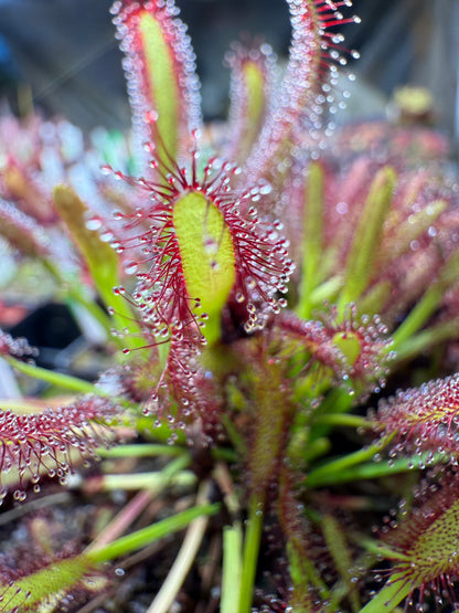 Drosera capensis Roadside Seepage Along R301 Bainskloof