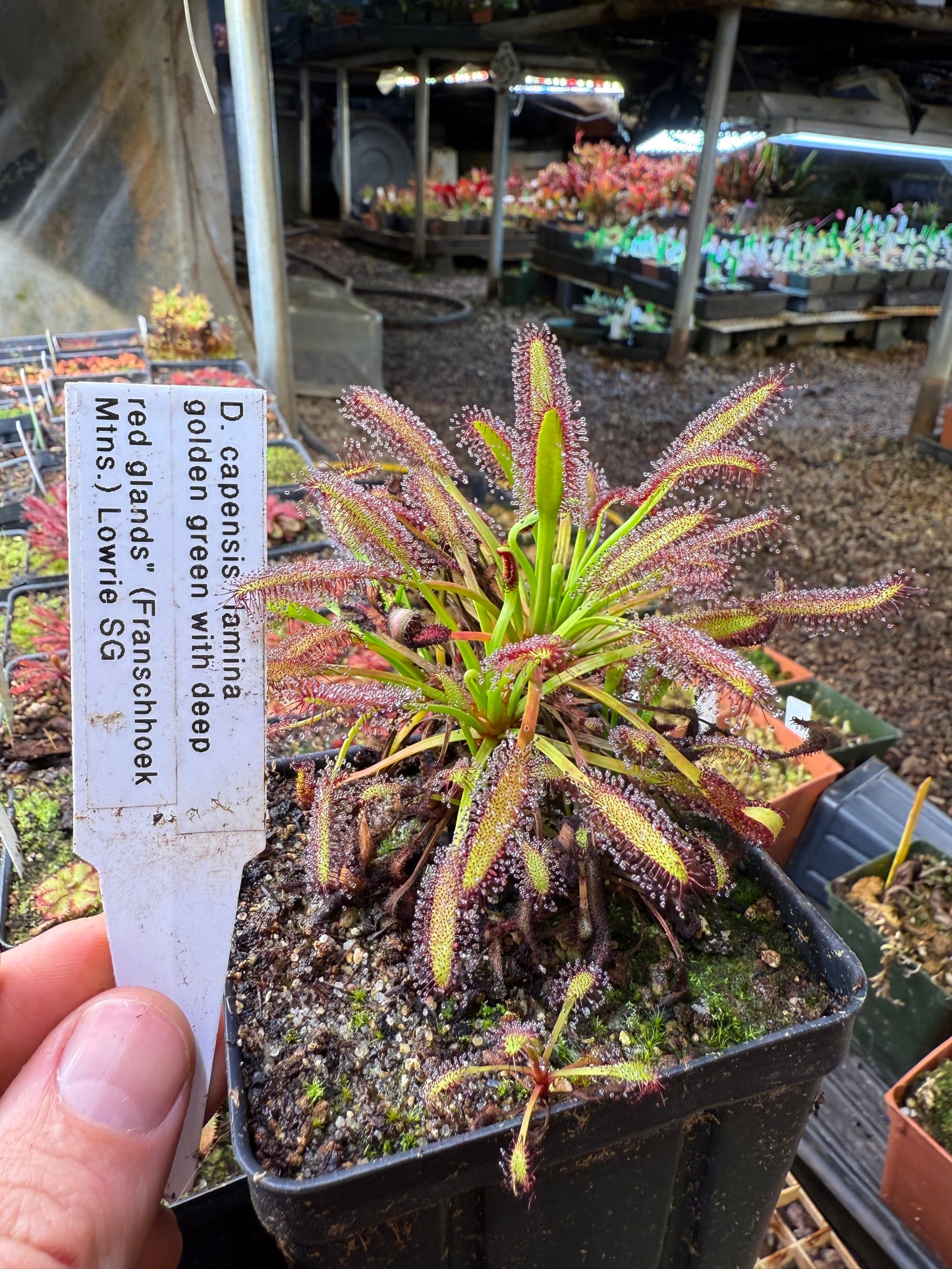 Drosera capensis Lamina Golden Green w/ Deep Red Glands (Franschhoek Mtns) Lowrie