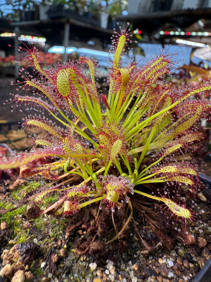 Drosera capensis Crestate ex Phito Carnivores
