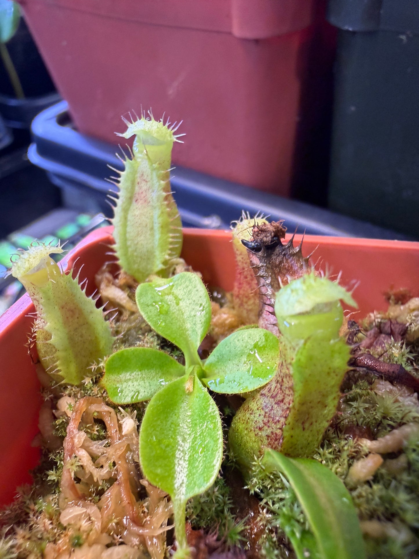 N86 Nepenthes (lowii x truncata Wide Peristome) x {rajah × [boschiana × (truncata giant × campanulata)]} (Shipped Bare-Root)