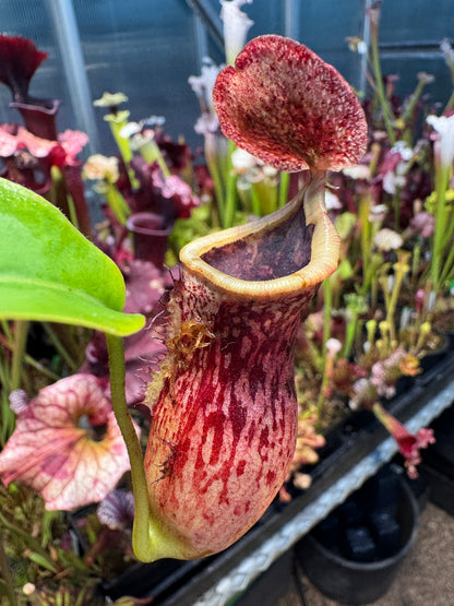 Nepenthes [(lowii x veitchii) x boschiana] x [(veitchii x maxima) x veitchii] (F-clone) x [(lowii x veitchii) x campanulata] NP98 - Seed Grown (Shipped Bare Root)
