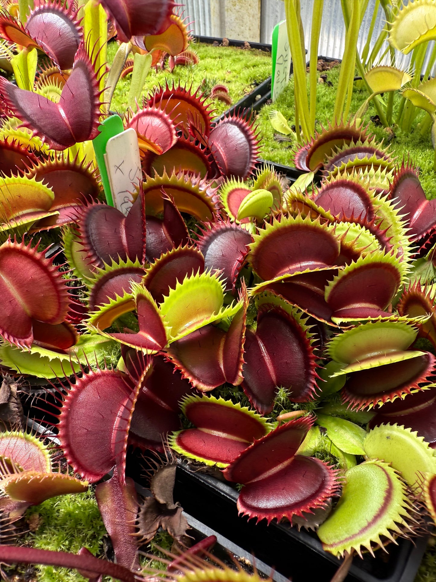 Dionaea muscipula Jaws x 1955