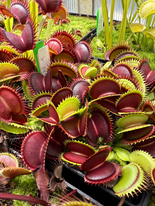 Dionaea muscipula Jaws x 1955