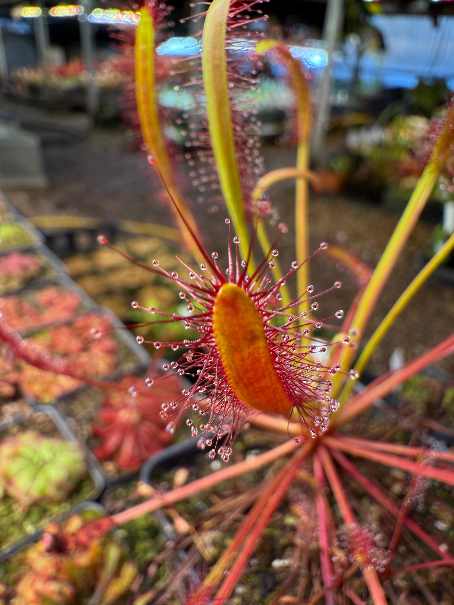 Drosera capensis Large Narrow Leaf Form (Travellers Rest, Near Clanwilliam)