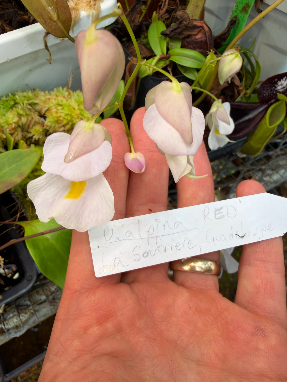 Utricularia alpina La Soufriere Guadeloupe Pinkish Flowers Clone R