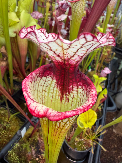 Sarracenia x Leah Wilkerson x leucophylla Purple Lips LH121 #1 select small (Shipped Bare-Root)