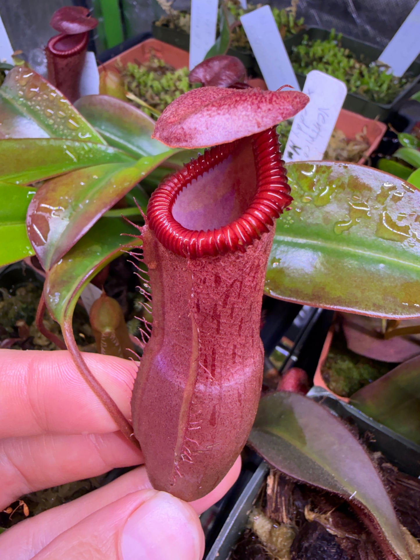 N65 Nepenthes ventricosa x edwardsiana (Shipped Bare-Root)