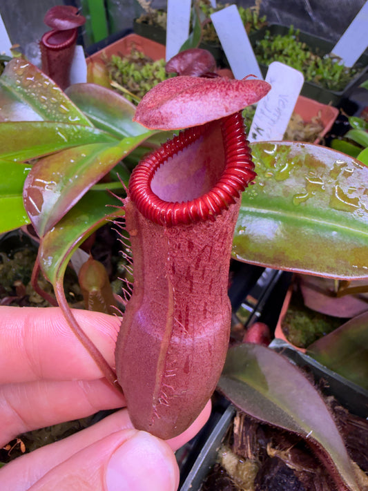 N65 Nepenthes ventricosa x edwardsiana (Shipped Bare-Root)