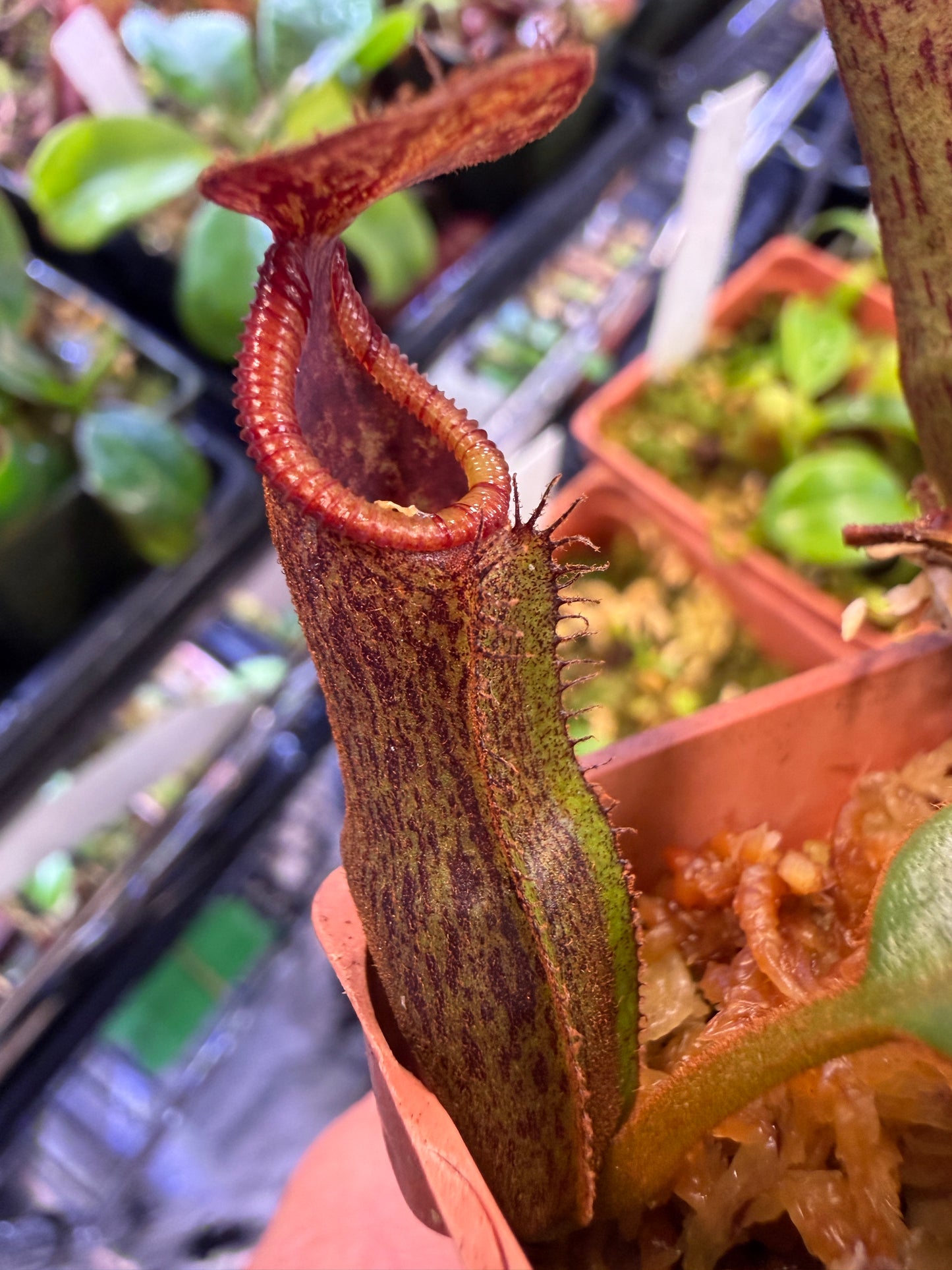 N85 Nepenthes edwardsiana x zakriana (old fusca) (Shipped Bare-Root)