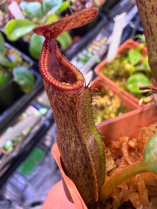 N85 Nepenthes edwardsiana x zakriana (old fusca) (Shipped Bare-Root)