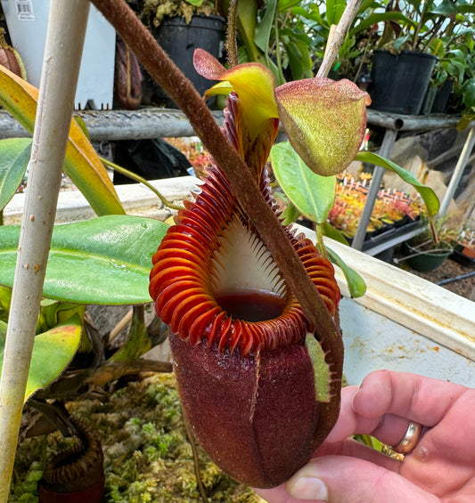Fresh Nepenthes villosa #2 Pollen