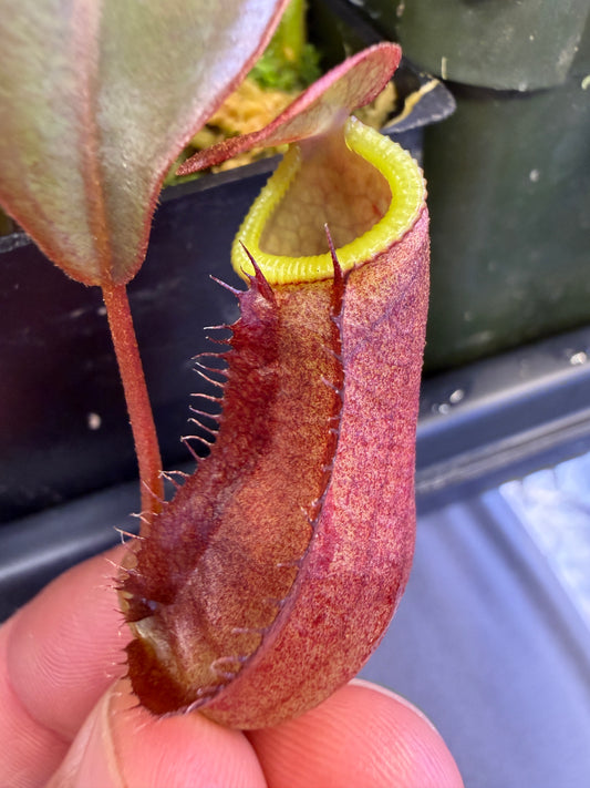 N111 Nepenthes adrianii x deaniana (Shipped Bare-Root)