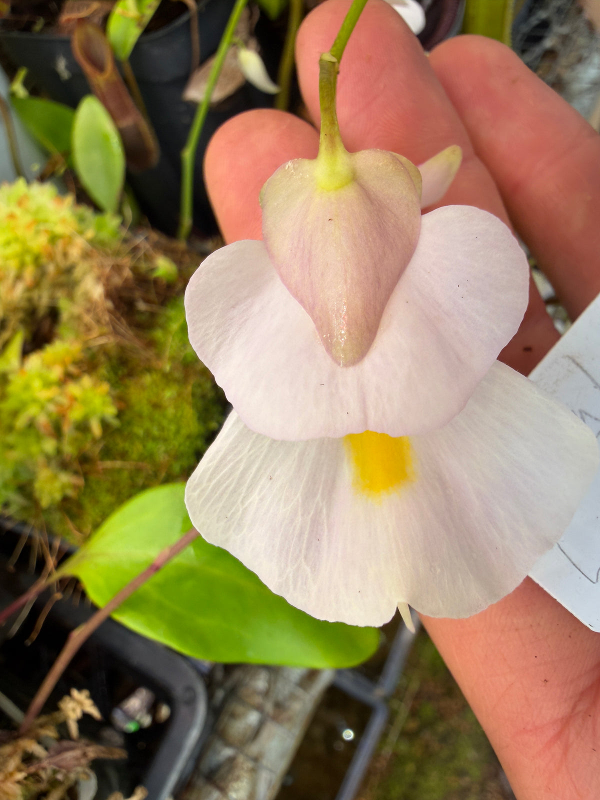 Utricularia alpina La Soufriere Guadeloupe Pinkish Flowers Clone R, second photo