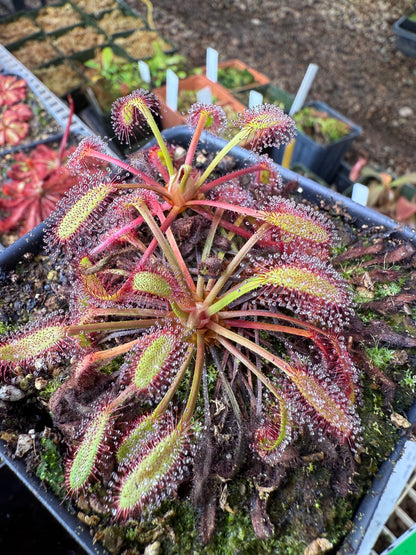 Drosera capensis Minor Tanabe x Self