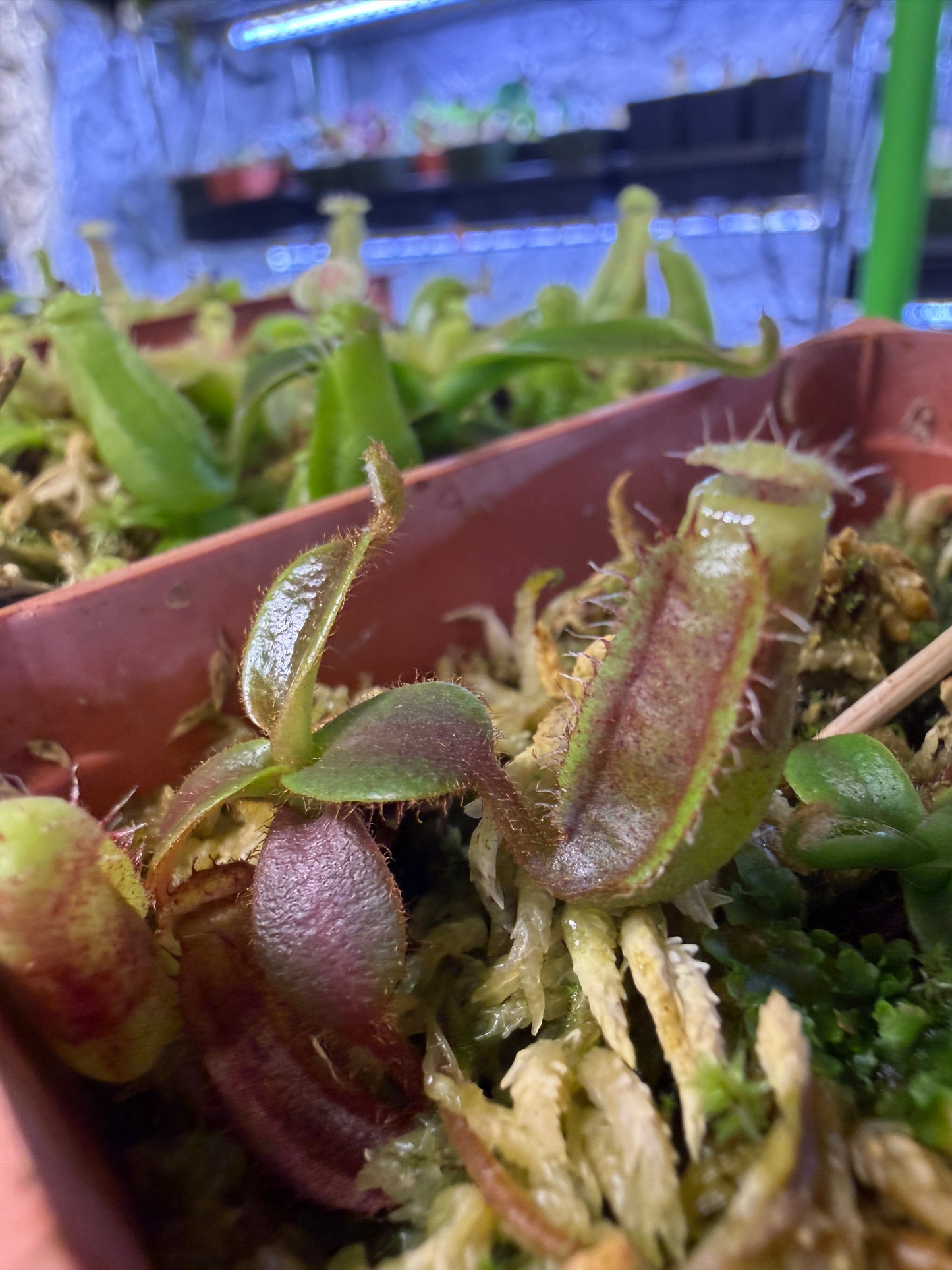 N126 Nepenthes [(lowii x veitchii) x boschiana] x veitchii Candy Dreams (Shipped Bare-Root)