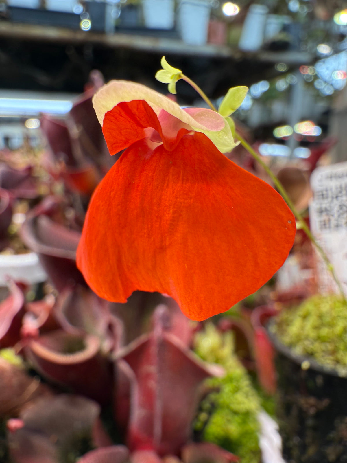 Utricularia campbelliana Wei Tepui BCP Clone