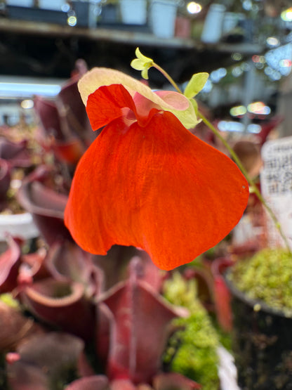Utricularia campbelliana Wei Tepui BCP Clone