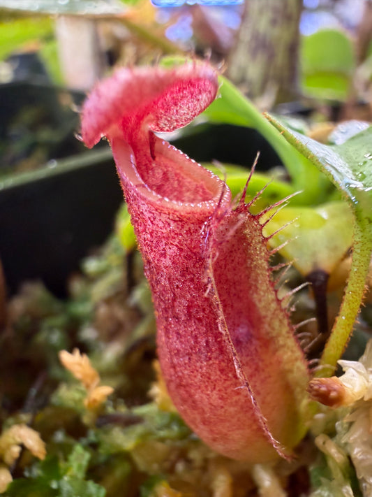 N102 Nepenthes (bicalcarata x campanulata) x lowii (Shipped Bare-Root)