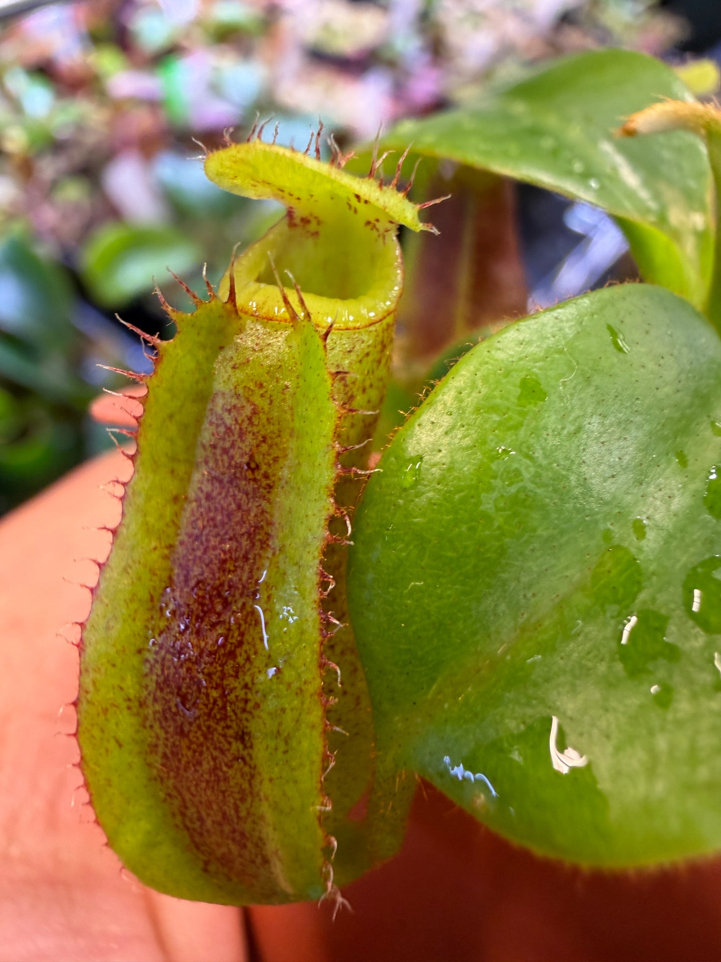 N84 Nepenthes (maxima x veitchii BE) x edwardsiana (Shipped Bare-Root)