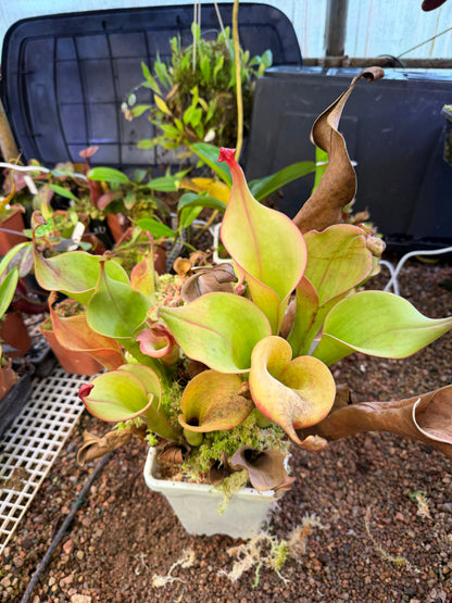 Heliamphora Godzilla