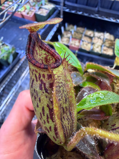 N80 Nepenthes rajah x mollis (Shipped Bare-Root)