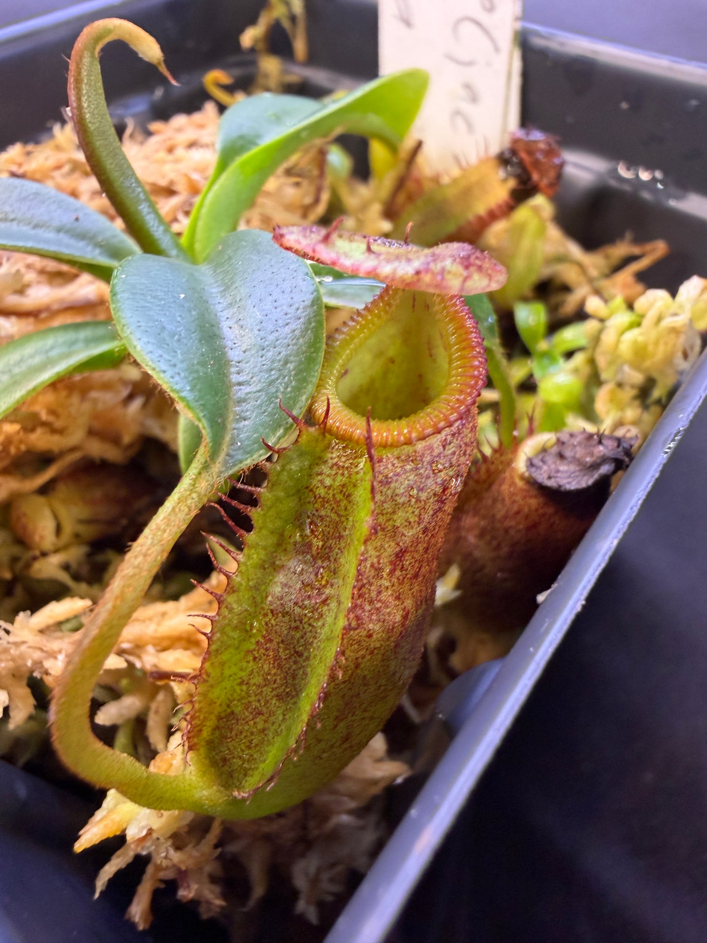 N98 Nepenthes [eymae x (jacquelineae x izumiae)] x villosa #2 (Shipped Bare-Root)