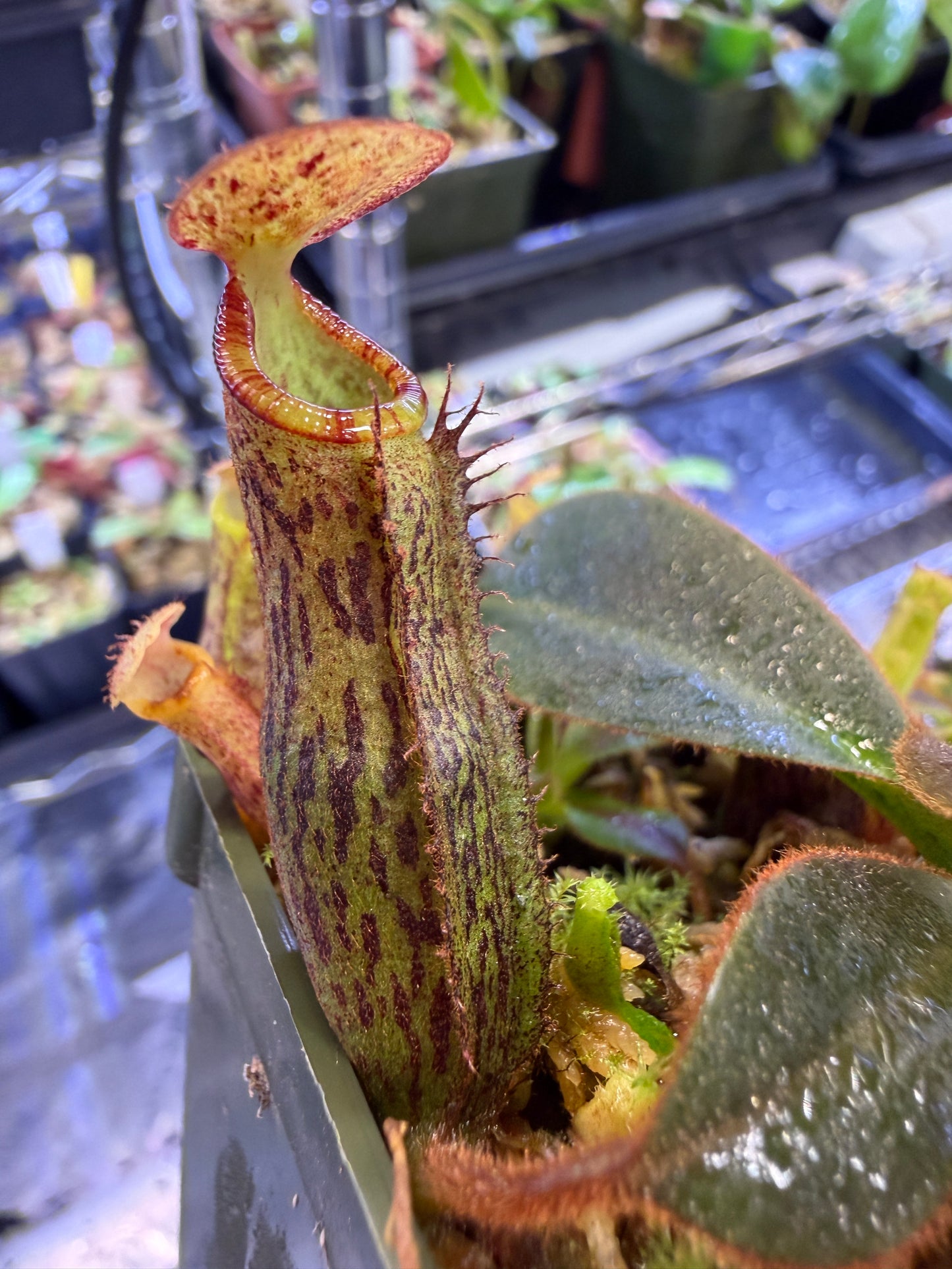 N79 Nepenthes rajah x platychila (Shipped Bare-Root)