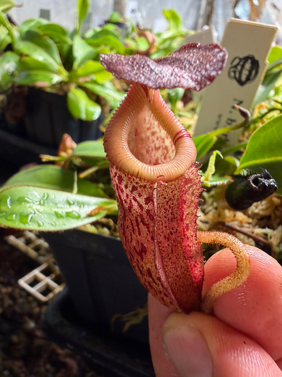 Nepenthes burbidgeae x villosa #1 seed grown, second photo