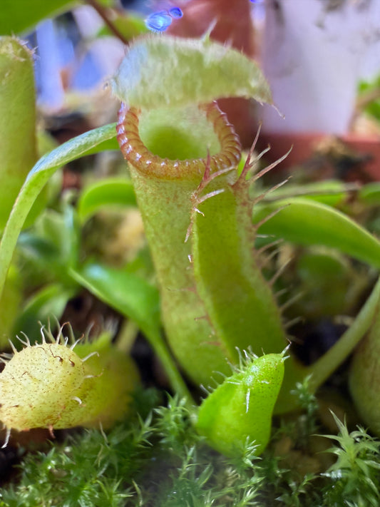 N129 Nepenthes ventricosa Black/Purple Peristome x villosa (Shipped Bare-Root)