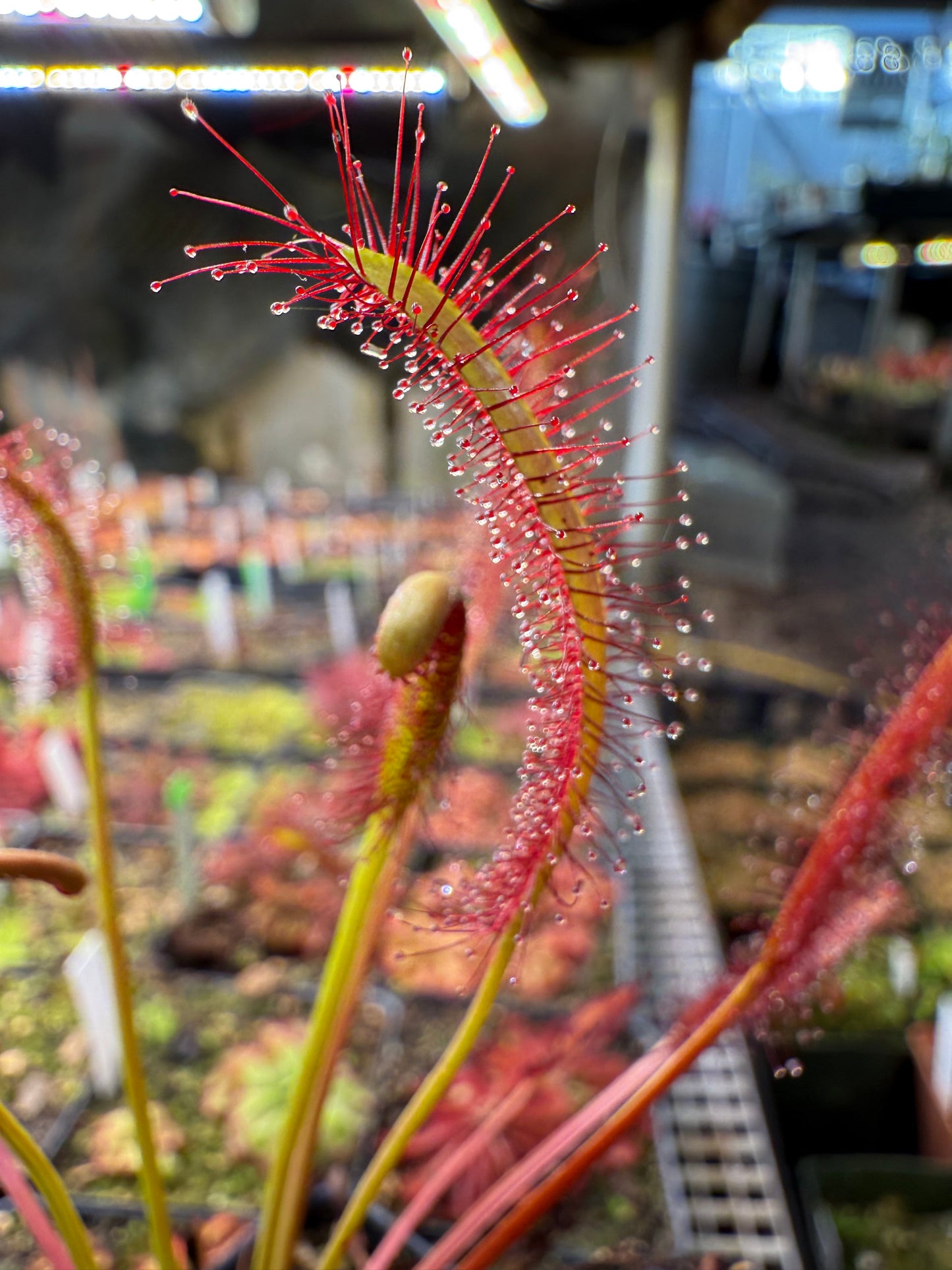 Drosera capensis Large Narrow Leaf Form (Travellers Rest, Near Clanwilliam)