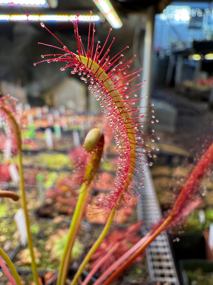 Drosera capensis Large Narrow Leaf Form (Travellers Rest, Near Clanwilliam)