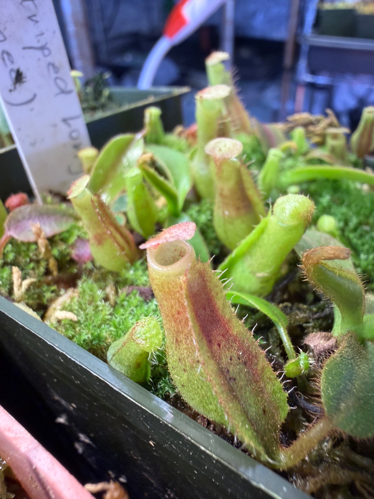 N127 Nepenthes veitchii Long Stripped x (truncata x spectabilis) (Shipped Bare-Root)