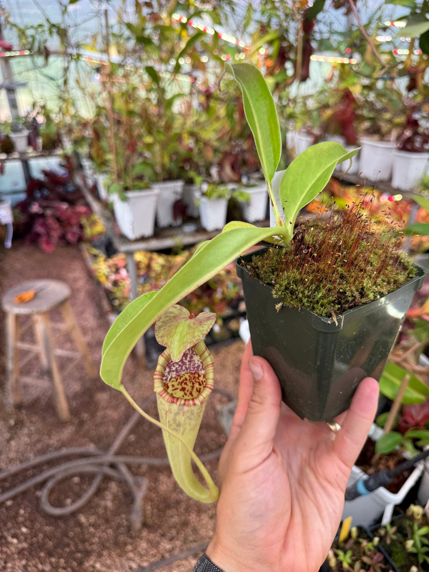 Specimen - Nepenthes Pennywise Rooted Cutting