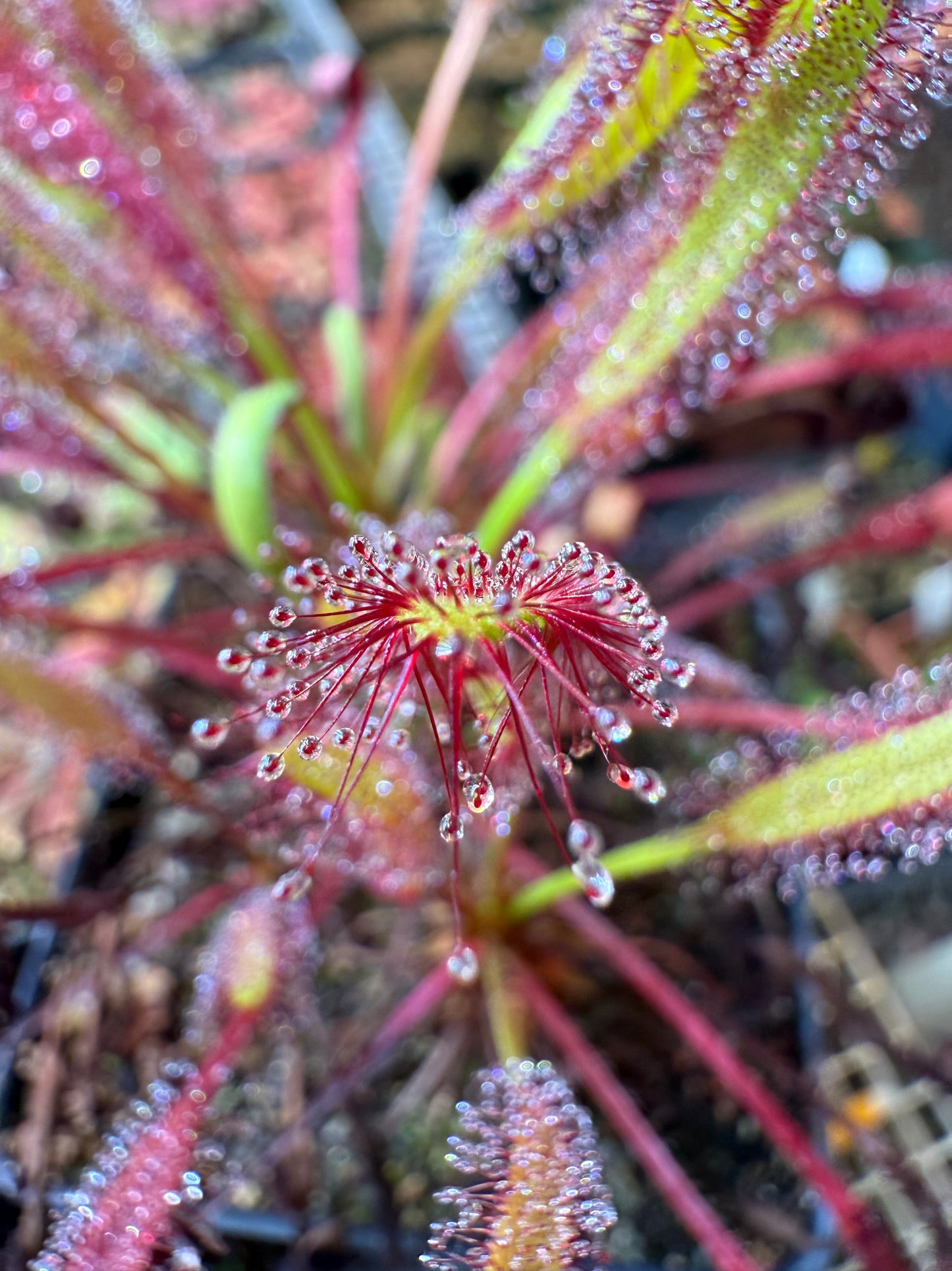 Drosera capensis Betty’s Bay 14451 NY
