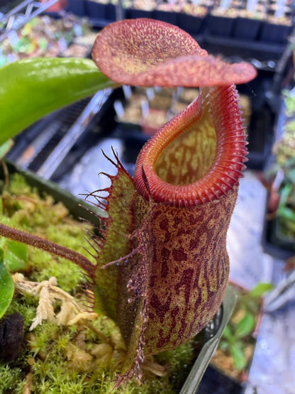 N76 Nepenthes maxima x villosa (Shipped Bare-Root)