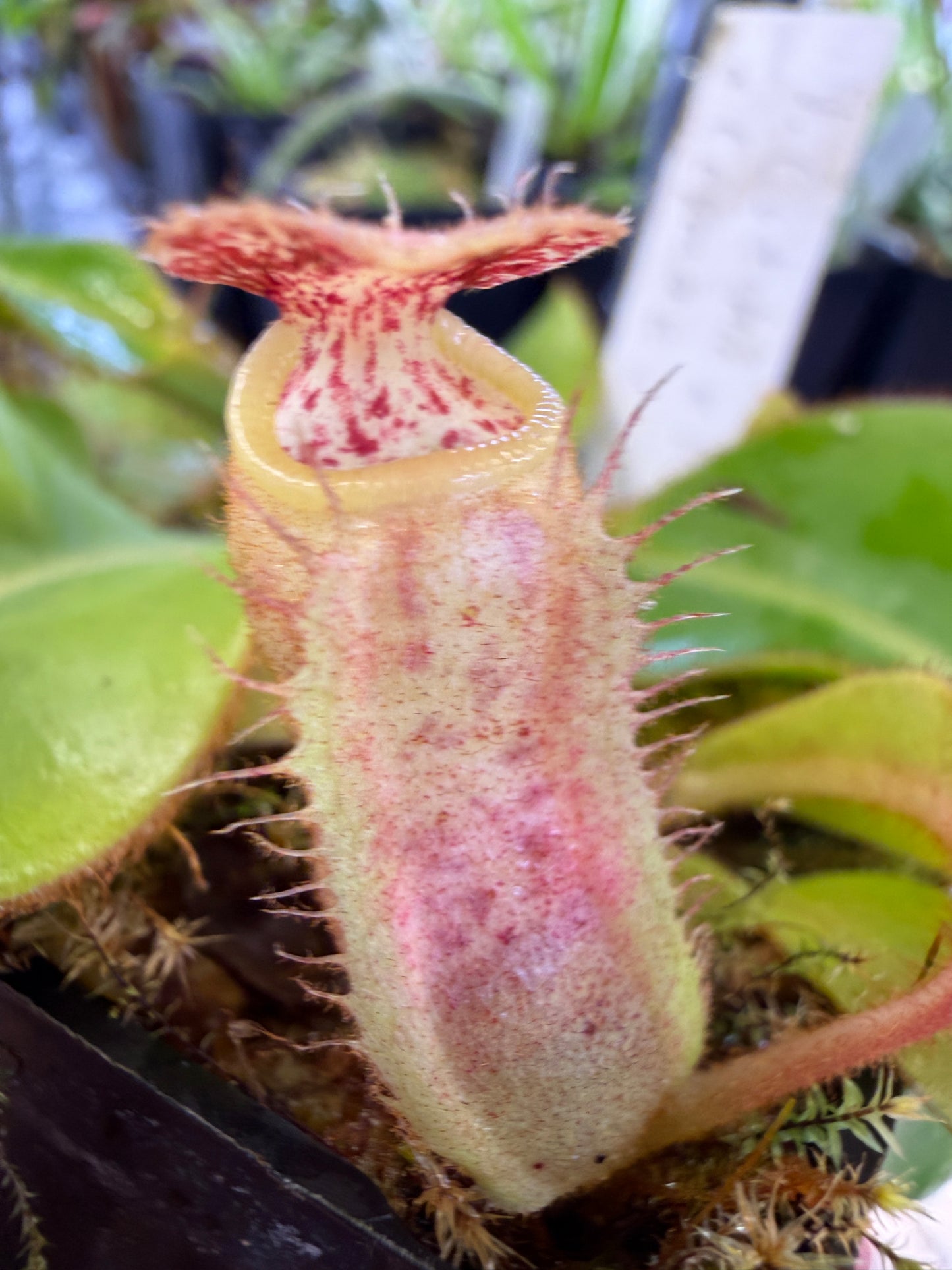 N105 Nepenthes (veitchii x boschiana) x (eymae x veitchii) (Shipped Bare-Root)