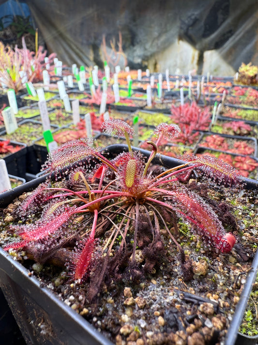 Drosera capensis Minor Tanabe Ellenic