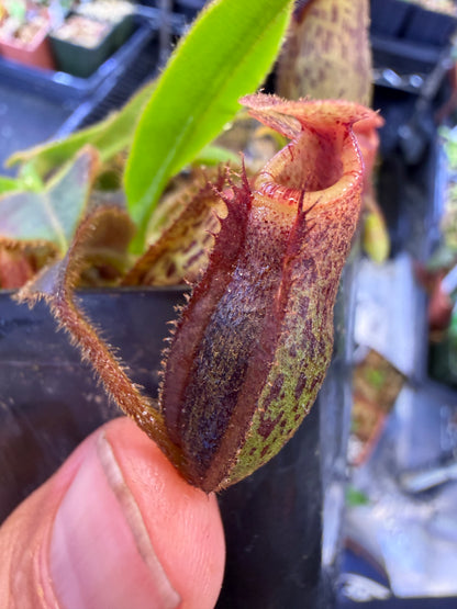 N80 Nepenthes rajah x mollis (Shipped Bare-Root)