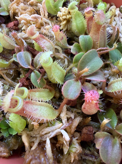 N114 Nepenthes peltata Hort Sp (Shipped Bare-Root)
