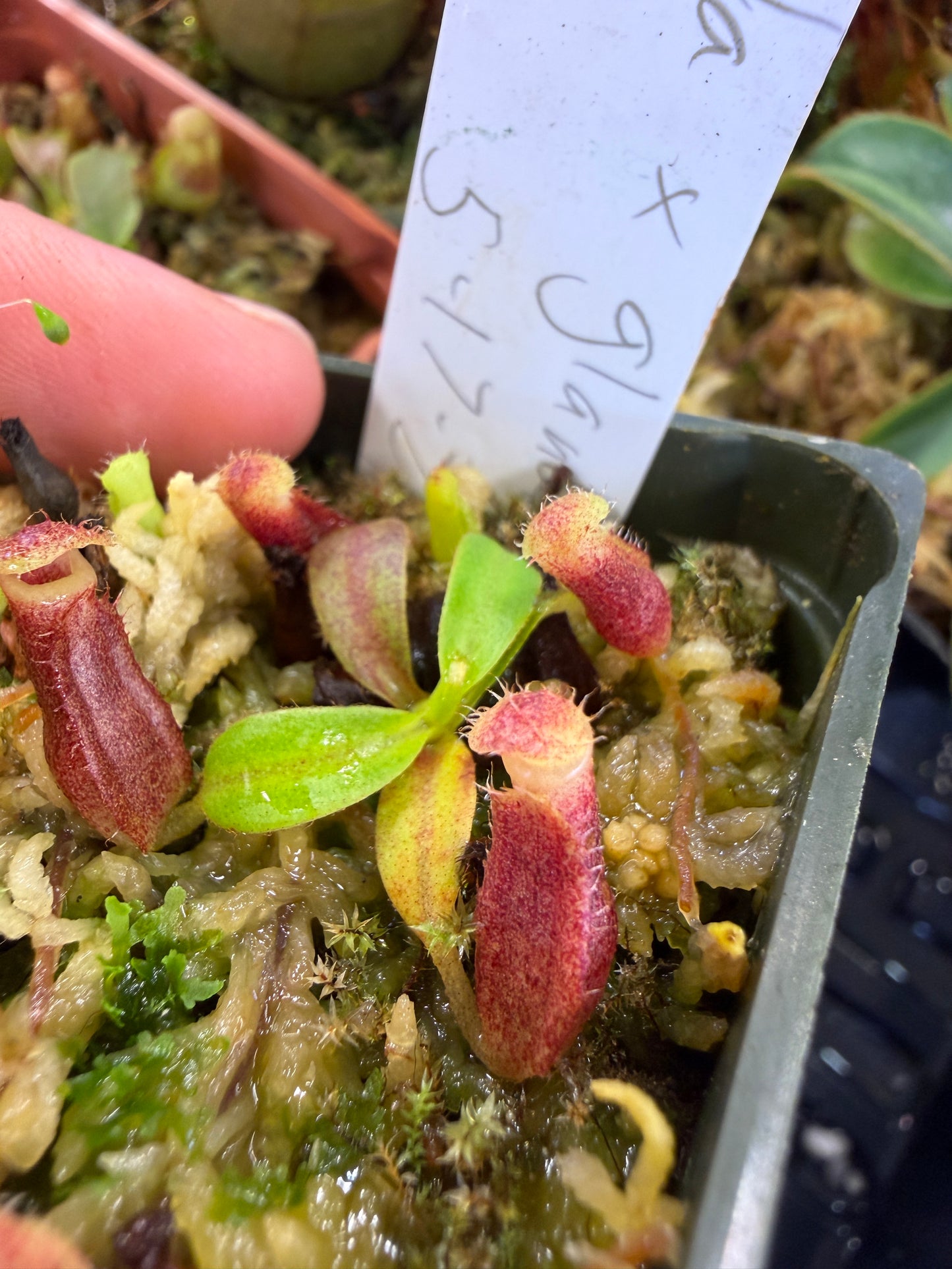 N90 Nepenthes (talangensis x glandulifera) x edwardsiana (Shipped Bare-Root)
