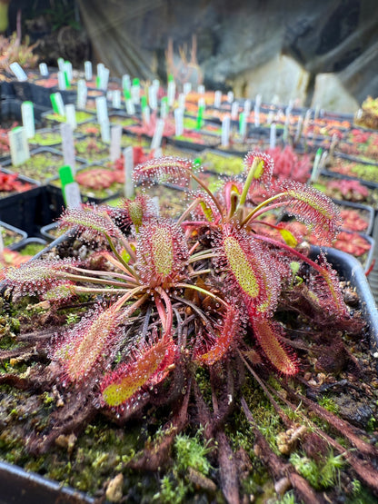 Drosera capensis Minor Tanabe x Self