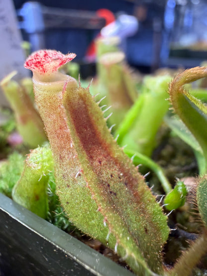 N127 Nepenthes veitchii Long Stripped x (truncata x spectabilis) (Shipped Bare-Root)