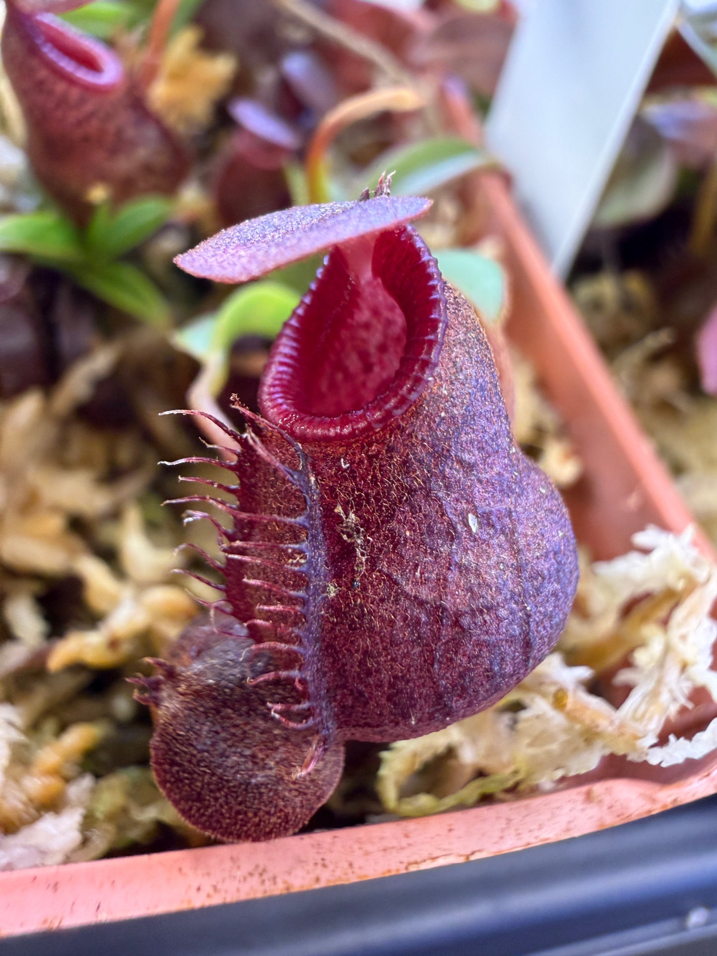 N110 Nepenthes diatas x aristolochioides (Shipped Bare-Root)